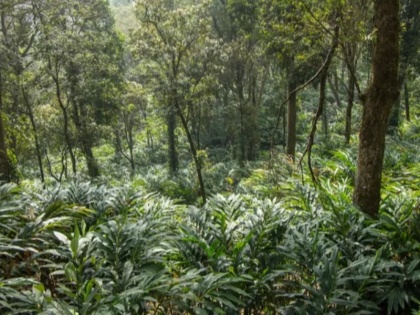 india Decreasing forests in the hilly districts of the country | ब्लॉग: देश के पहाड़ी जिलों में कम हो रहे जंगल