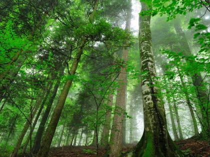 Forest area India ranks 9th in world, Russia, Brazil, Canada, America and China top 5 countries see FAO report | वन क्षेत्रः दुनिया में 9वें स्थान पर भारत, विश्व के टॉप-5 देश में रूस, ब्राजील, कनाडा, अमेरिका और चीन, देखिए एफएओ रिपोर्ट Forest area India ranks 9th in world, Russia, Brazil, Canada, America and China top 5 countries see FAO report | वन क्षेत्रः दुनिया में 9वें स्थान पर भारत, विश्व के टॉप-5 देश में रूस, ब्राजील, कनाडा, अमेरिका और चीन, देखिए एफएओ रिपोर्ट