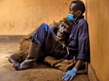 gorilla dies in the arms of her rescuer netizens got emotional on social media | जिसने जिंदगी बचाई थी , उसकी ही बाहों में ली अंतिम सांस, गोरिल्ला और उसकी दोस्ती की कहानी सुनकर लोग हुए भावुक