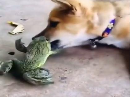 When the frog stirred the dog, attacked by growling, the dog's condition worsened, watch the video | जब मेंढक ने कुत्ते को हड़काया, गुर्राते हुए किया हमला, कुत्ते की कर दी हालत खराब, देखिए वीडियो