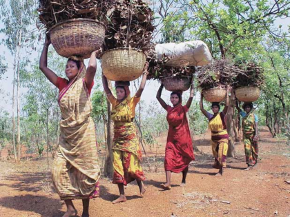 Government feed powerfull rice tribals of Gadchiroli | गढ़चिरोली के आदिवासियों को 'ताकतवर चावल' खिलाएगी सरकार, ऐसे होता है तैयार