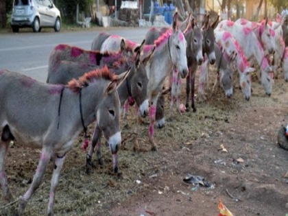 Pola festival celebration in Akola maharashtra | महाराष्ट्र: अकोला में धूमधाम से मना ‘गधा पोला’, गधों की होती है इस मौके पर विशेष पूजा