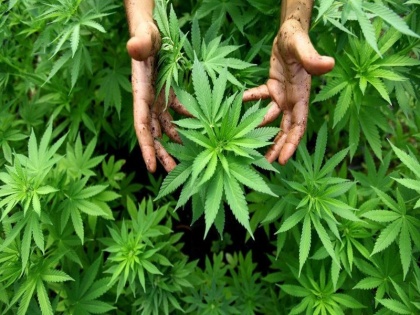 Mumbai police Two youths arrested cultivation cannabis flat one kg seized crime case | मुंबई में फ्लैट में गांजे की खेती दो युवक गिरफ्तार, एक किलो गांजा जब्त