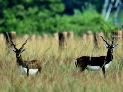 Ganjam Black Buck Deer Good news Number black bucks increased 8789 Berhampur 5241 females 1765 males 1783 juvenile | Black Buck Deer: खुशखबरी?, काले हिरणों की संख्या बढ़कर 8,789, देखें साल दर साल रिपोर्ट
