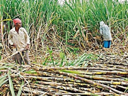 If the state adopts revenue sharing formula, sugarcane farmers would have got an additional income of Rs 9,000 crore. | राज्य अपनाते राजस्व भागीदारी फॉर्मूला तो गन्ना किसानों को 9,000 करोड़ रुपये की अतिरिक्त आय होती