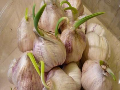amazing health benefits of eating sprouted garlic | 5 दिन में अंकुरित हुआ लहसुन खाने से नहीं होंगे कैंसर, बीपी, स्ट्रोक जैसे ये 5 रोग