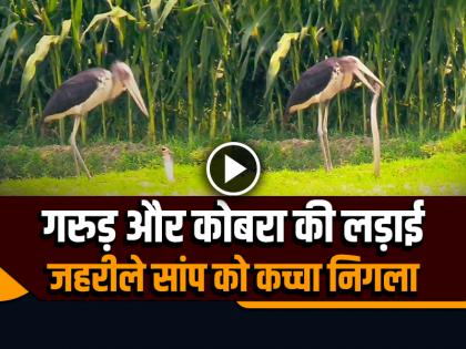 Garuda and Cobra Fight Video Goes Viral in Bihar Araria watch video | Viral Video: गरुड़ और कोबरा के बीच भयंकर लड़ाई, देखें कौन जीता