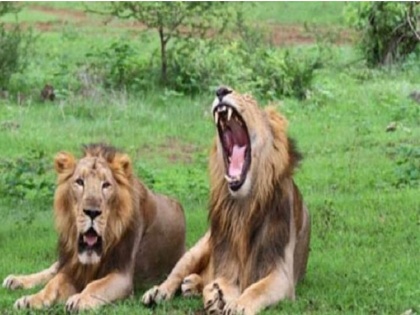 Gujarat: Homosexuality in Gir lions and lionesses has been noted by forest officials many times | गुजरातः पुरुष ही नहीं शेर भी होते हैं GAY, गिर राष्ट्रीय उद्यान में कई बार देखा गया समलैंगिक संबंध बनाते