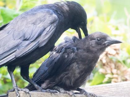 Worrying of the missing of crows | रमेश ठाकुर का ब्लॉग: कौओं का नदारद होना चिंताजनक Worrying of the missing of crows | रमेश ठाकुर का ब्लॉग: कौओं का नदारद होना चिंताजनक