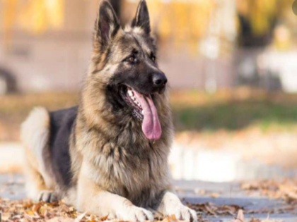 in America German Shepherd dog infected with Corona virusDeath first case of dog dying of Corona | कोरोना ने ली एक जर्मन शेफर्ड कुत्ते की जान, अमेरिका से आया ऐसा पहला मामला