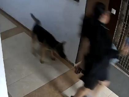 Ghaziabad Two German Shepherds attacked woman she fell from stairs of society CCTV viral | Ghaziabad: दो जर्मन शेफर्ड ने महिला पर किया हमला, सोसायटी की सीढ़ियों से गिरी; CCTV में कैद हुआ मंजर