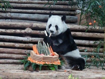 Giant panda Lin Hui dies loan from China to Thailand captivated animal lovers through 24-hour live broadcast aged 21 | थाइलैंडः विशालकाय मादा पांडा 'लिन हुई' की मौत, छह महीने बाद चीन वापस लौटना था, जानें वजह
