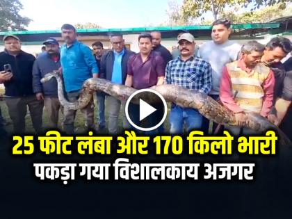 Giant Python 25 feet long and 170 kg heavy Rescue python in Ramnagar | VIDEO: 25 फीट लंबा और 170 किलो भारी, पकड़ा गया विशालकाय अजगर, देखें वीडियो