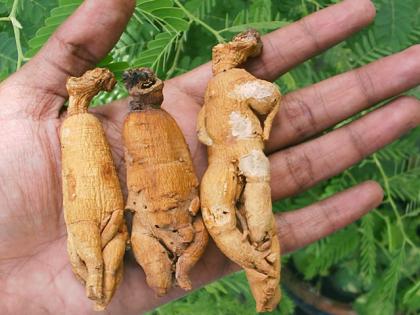 ginseng benefits for sex, cancer, diabetes, memory power, skin, blood sugar, energy level | डायबिटीज, कैंसर से बचाकर हमेशा जवां रखने के साथ तेजी से सेक्स क्षमता बढ़ाती है यह जड़ी बूटी