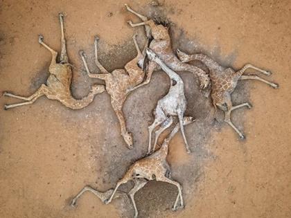 kenya giraffe population danger Heartbreaking Pics Show Impact Of Kenya's Drought | केन्या में भयंकर सूखा, मृत पड़े जिराफों की दिल दहला देने वाली तस्वीरें सामने आईं, देखें