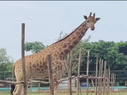 Eight-year-old giraffe 'Gauri' finally finds a companion in Bengaluru's Bannerghatta Park | बेंगलुरु के बन्नेरघट्टा पार्क में आठ साल की जिराफ 'गौरी' को आखिरकार साथी मिली, डेढ़ साल की दोस्त 'शिवानी' को बाड़े में छोड़ा गया