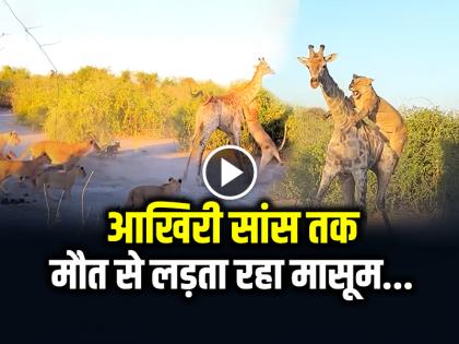 Giraffe kept fighting with 5 lions and was finally killed watch the viral video | VIDEO: आखिरी सांस तक मौत से लड़ता रहा... देखें जंगल का वायरल वीडियो