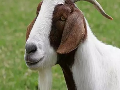 Maharashtra Goat Bank in Akola district details take goat on loan, return 4 lambs | महाराष्ट्र में किसानों के लिए खुला है अनोखा 'बकरी बैंक', ऐसी की जाती है मदद