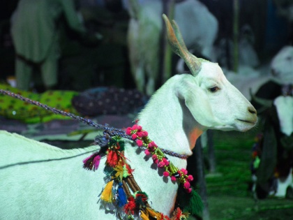 Eid Al Adha: Livestock, goat, bakra, billy goat price | बकरीद 2018: 'सलमान', 'शाहरुख' से ज्यादा महंगे बिक रहे हैं 'लालू' और 'बगदादी', जानिए सेलेब्रिटी बकरों के दाम