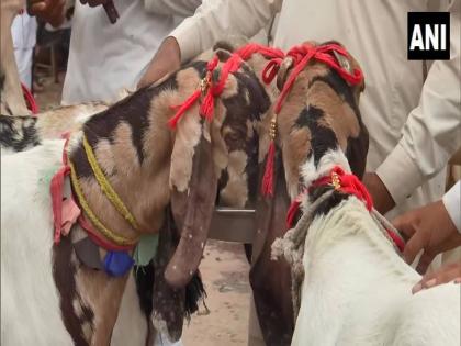 Goat worth 8 lakhs is being sold in up Lucknow on the occasion of Bakrid Eid-ul-Adha | बकरीद पर कुर्बानी के लिए लखनऊ में बिक रहा 8 लाख की कीमत वाला बकरा, 4 फीट लंबाई और 2 कुंटल वजन, खरीदार भी हैरान