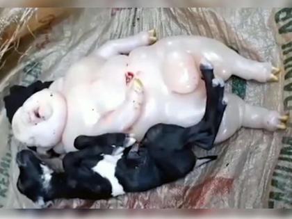 goat gives birth to half pig- half human creature in philippines viral photo | बाप रे! किसान की बकरी ने दिया 'आधा मानव-आधा सूअर' बच्चे को जन्म, लोगों ने बताया अभिशाप