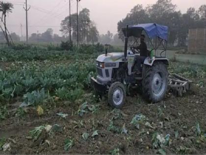 Cauliflower at Re 1 kg, Bihar farmer runs tractor over unharvested field | एक रुपये किलो भी नहीं मिले गोभी के दाम, नाराज किसान ने अपनी ही फसल को किया जमींदोज