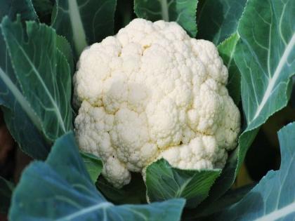 hormone imbalance side effects: 8 foods are causing hormone imbalance in your body, symptoms of hormone imbalance in your body in Hindi | शरीर में हार्मोनल संतुलन बिगाड़कर मोटापा, चर्म रोग, बीपी, हार्ट रेट बढ़ा सकती हैं खाने-पीने की ये 8 चीजें