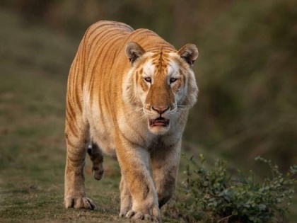 Golden Tiger seen in Kaziranga National Park assam watch full video here | असम: काजीरंगा नेशनल पार्क मे दिखा दुर्लभ Golden Tiger, यहां देखें पूरा वीडियो