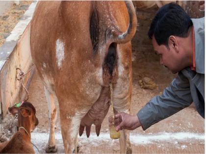 Cow Urine is More Expensive than Milk in Rajasthan | कमाई के लिए वरदान साबित हो रहा है गौमूत्र, गाय के दूध से बिक रहा महंगा