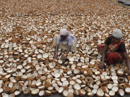 price hiked Rs 445 to Rs 12,027 per quintal Good news copra farmers Union Cabinet gives gift  | 445 रुपये बढ़ाकर 12,027 रुपये प्रति क्विंटल, कोपरा किसान को खुशखबरी, केंद्रीय मंत्रिमंडल ने दिया तोहफा