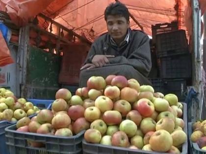 Govt bans import of apples priced below Rs 50 per kg imports from these countries have increased from India | सरकार ने 50 रुपए किलो से कम भाव वाले सेब के आयात पर लगाई पाबंदी, भारत में बढ़ा है इन देशों का इंपोर्ट Govt bans import of apples priced below Rs 50 per kg imports from these countries have increased from India | सरकार ने 50 रुपए किलो से कम भाव वाले सेब के आयात पर लगाई पाबंदी, भारत में बढ़ा है इन देशों का इंपोर्ट