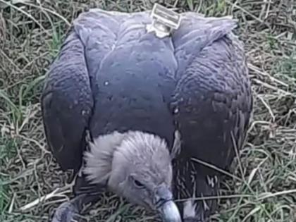 Darbhanga Vulture fitted GPS found field camera-like plate bird's neck and seal foot forest department investigation bihar police | जीपीएस लगा गिद्ध खेत में मिला, पक्षी के गर्दन के ऊपर कैमरानुमा प्लेट और पांव में सील था, वन विभाग जांच में जुटा