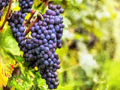 Black Grapes Benefits: 9 amazing health benefits of eating Black Grapes in Hindi, nutrition fact of Black Grapes | काले अंगूर खाने के फायदे : पोषक तत्वों का खजाना हैं काले अंगूर, कैंसर, डायबिटीज सहित 8 रोगों से लड़ने में सहायक