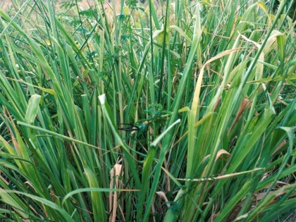 scientist made herbal sanitize form Megathyrsus maximus or Guinea grass, know Guinea grass health benefits in Hindi | खांसी, अस्थमा, सूजन कम करने वाली गिनी घास से बनाया गया सैनिटाइजर, सबसे असरदार होने का दावा