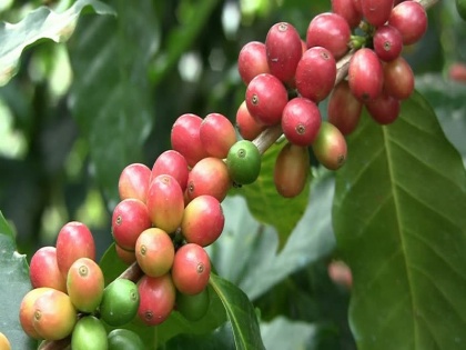 health benefits for green coffee for weight loss, hypertension, diabetes | एक महीने में पेट, कमर, जांघों की चर्बी पिघला देते हैं ये लाल-हरे रंग के फल