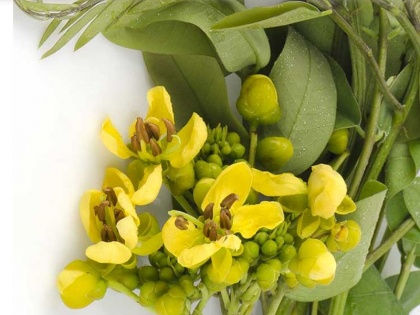 senna plant health benefits for constipation, weight loss and piles | कब्ज, बवासीर और पेट के कीड़ों को एक दिन में खत्म करती हैं इस पौधे की हरी पत्तियां