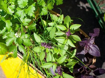 health benefits of green coriander leaves for constipation, skin, asthma, Typhoid | टाइफाइड, मस्‍से, खांसी, दमा को जड़ से खत्म करते हैं ये हरे पत्ते, ऐसे करें इस्तेमाल