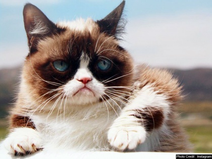 Internet legend Grumpy Cat dies, fans flood Twitter with tributes | इंटरनेट स्टार और मीम्स में दिखने वाली बिल्ली 'ग्रंपी कैट' को सोशल मीडिया पर लोगों ने इस अंदाज में दी श्रद्धांजलि