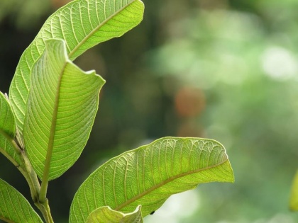 Health benefits of guava leaf in Hindi: 8 amazing health benefits of guava leaf and guava water in Hindi | अमरूद के पत्ते के फायदे : अमरूद के पत्तों का पानी पीने से डायबिटीज, कोलेस्ट्रॉल जैसे 10 रोगों से हो सकता है बचाव