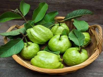 Diet tips: गलती से भी मत फेंकना अमरूद के पत्ते, खून की कमी, ब्लड प्रेशर, डायबिटीज का रामबाण इलाज हैं ये हरे पत्ते