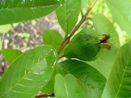 amazing health benefits of guava leaf for cancer, diabetes and obesity | दस्त, डायबिटीज, बालों का झड़ना जैसी समस्याओं से मिलेगी राहत, बस कुछ दिन चबा लेना इस पेड़ के पत्ते
