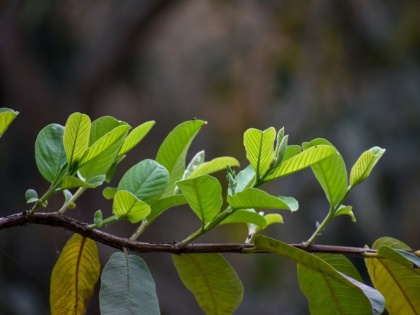 guava leaf health benefits for diabetes, cancer, blood pressure, pregnancy, heart diseases in Hindi | इस पेड़ को देखते ही 4 पत्ते तोड़कर चबा लेना, डायबिटीज, खून की कमी होगी दूर, पेट की चर्बी भी होगी साफ