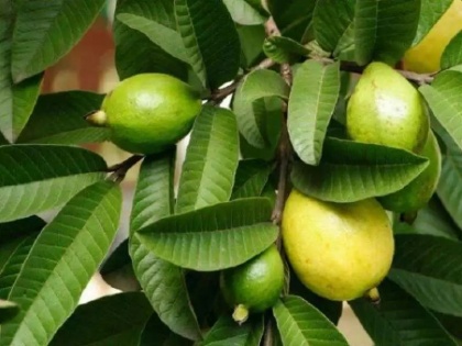 guava leaf health benefits: 8 amazing health benefits of guava, nutrition facts of guava in hindi | Diet tips: इस पत्ते को कुछ दिन चबाने से कम हो सकता है डायबिटीज, कैंसर, दिल की बीमारी का खतरा