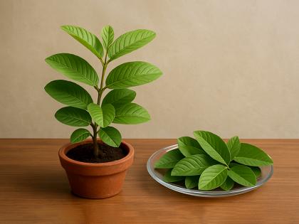 Benefits of Guava Leaves, Protect from Diseases like Hair fall, Diabetes and Cancer in hindi | चबा लेना इस पेड़ के 5 पत्ते, बालों का झड़ना, डायबिटीज और कैंसर जैसी बीमारियों से होगा बचाव... Benefits of Guava Leaves, Protect from Diseases like Hair fall, Diabetes and Cancer in hindi | चबा लेना इस पेड़ के 5 पत्ते, बालों का झड़ना, डायबिटीज और कैंसर जैसी बीमारियों से होगा बचाव...