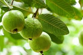 guava fruit health benefits protecting many diseases rich in antioxidants vitamin C potassium fiber | अमरूदः कई तरह की बीमारियों से बचाने में मददगार, खाने के और क्‍या हैं फायदे, जानिए सबकुछ