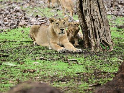 Gujarat Asiatic Lion Good news 674 in 2020 and 891 in 2025 PM Modi congratulated wrote X- This is very encouraging information in 5 years, footprint expands too | गुजरात एशियाई शेरः खुशखबरी, 2020 में 674 और 2025 में 891?, पीएम मोदी ने दी बधाई, एक्स पर लिखा-यह बहुत उत्साहवर्धक जानकारी