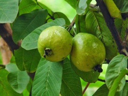 health tips drink guava leaf extract to control diabetes and cholesterol | डायबिटीज और कोलेस्ट्रॉल कंट्रोल करने के लिए ऐसे पियें अमरूद के पत्तों का रस