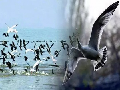 Effect of Global Warming Migratory birds start returning to their homes early as day temperature rises in Kashmir | ग्लोबल वार्मिंग का असर: कश्मीर में दिन का तापमान बढ़ा तो प्रवासी पक्षी जल्दी अपने घरों को लौटने लगे
