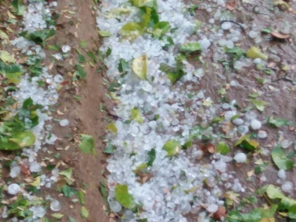 hailstorm in many areas of Rajasthan, Madhya Pradesh, Maharashtra and Uttar Pradesh, heavy losses to harvest | राजस्थान, मध्य प्रदेश, महाराष्ट्र और उत्तर प्रदेश के कई इलाकों में ओलावृष्टि, फसलों को नुकसान