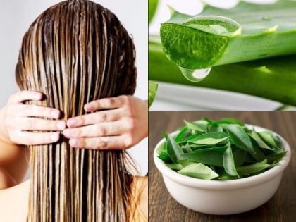 Try egg, aloe vera and curry leaf for faster hair growth naturally | बालों को तेजी से बढ़ाने में ये 3 चीजें आएंगी काम, प्रोटीन और विटामिन से हैं भरपूर